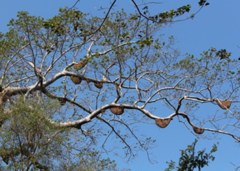 Picture of the day: Wild Bee Hives in Banteay Chhmar