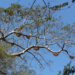 Picture of the day: Wild Bee Hives in Banteay Chhmar