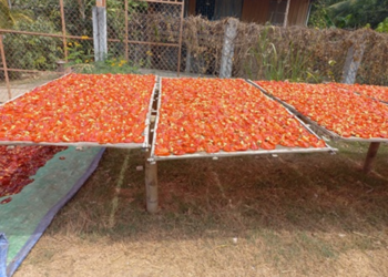 Picture of the day: Fiery Chilies Drying in Kampong Cham’s Midday Sun