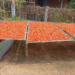 Picture of the day: Fiery Chilies Drying in Kampong Cham’s Midday Sun