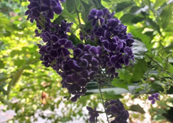 Picture of the day: Duranta erecta in Phnom Penh’s Quiet Office Park