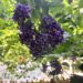 Picture of the day: Duranta erecta in Phnom Penh’s Quiet Office Park