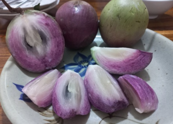 Picture of the day: Cambodian Milk Fruit: Cainito’s Soft Purple Glow