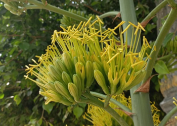 Picture of the day: Agave Bloom at a Cambodian Pagoda