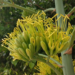 Picture of the day: Agave Bloom at a Cambodian Pagoda