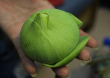 Picture of the day: Folded Lotus Petals, Quiet Grace in Cambodia