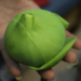 Picture of the day: Folded Lotus Petals, Quiet Grace in Cambodia