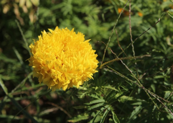 Picture of the day: Golden African Marigold Bloom in Rural Cambodia