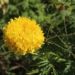 Picture of the day: Golden African Marigold Bloom in Rural Cambodia