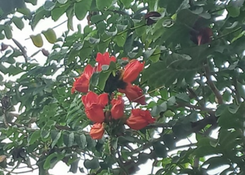 Picture of the day: African Tulip Tree in Bloom, Phnom Penh