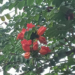 Picture of the day: African Tulip Tree in Bloom, Phnom Penh