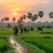 Khmer Proverb: Don’t Plant Rice on the Elephants’ Path