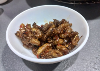 Picture of the day: Deep-Fried Cicadas, A Cambodian Family Snack Moment