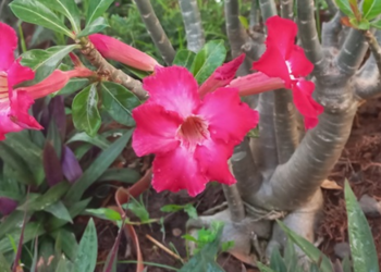 Picture of the day: Desert Rose Bloom in Phnom Penh