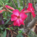 Picture of the day: Desert Rose Bloom in Phnom Penh