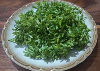 Picture of the day: Fragrant Telosma Blossoms on a Cambodian Plate