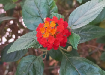 Lantana camara in Phnom Penh’s Quiet Office Garden