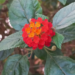 Lantana camara in Phnom Penh’s Quiet Office Garden