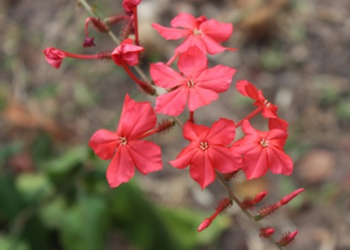 Close-up of coral-red Plumbago indica (scarlet leadwort) flowers blooming on a slender stem above blurred ground in Cambodia.