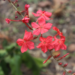 Close-up of coral-red Plumbago indica (scarlet leadwort) flowers blooming on a slender stem above blurred ground in Cambodia.