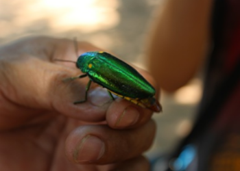 Close-up of a metallic green Sternocera ruficornis jewel beetle (សត្វកំភេ) perched on a person’s fingers in Kratie, Cambodia, with a softly blurred background.