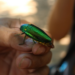 Close-up of a metallic green Sternocera ruficornis jewel beetle (សត្វកំភេ) perched on a person’s fingers in Kratie, Cambodia, with a softly blurred background.