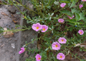Pink moss rose (Portulaca grandiflora) flowers growing beside a concrete curb in Phnom Penh, forming a low, succulent mat of small bright blooms.