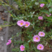 Pink moss rose (Portulaca grandiflora) flowers growing beside a concrete curb in Phnom Penh, forming a low, succulent mat of small bright blooms.