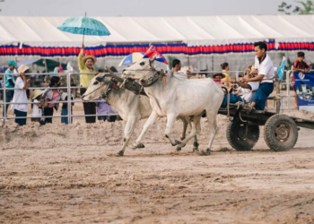 Ox cart racing during Khmer New Year festival in Cambodia with driver balancing on cart pulled by two oxen on dusty track with spectators