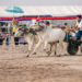 Ox cart racing during Khmer New Year festival in Cambodia with driver balancing on cart pulled by two oxen on dusty track with spectators