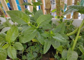 Malabar spinach with lush green leaves growing against bamboo trellis in La Cuisine d'Aline's rooftop garden, Phnom Penh, Cambodia