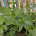 Malabar spinach with lush green leaves growing against bamboo trellis in La Cuisine d'Aline's rooftop garden, Phnom Penh, Cambodia