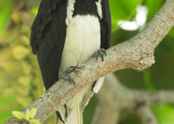 Oriental pied hornbill (Anthracoceros albirostris) perched on a tree branch in tropical foliage, showing its black-and-white plumage and large yellow casque.