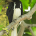 Oriental pied hornbill (Anthracoceros albirostris) perched on a tree branch in tropical foliage, showing its black-and-white plumage and large yellow casque.