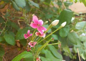 Close-up of pink Rangoon creeper (Combretum indicum) flowers and white buds against lush green foliage in a Cambodian garden.