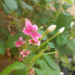 Close-up of pink Rangoon creeper (Combretum indicum) flowers and white buds against lush green foliage in a Cambodian garden.