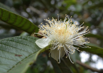 White guava flower with numerous cream-colored stamens blooming on green leaves in Cambodia