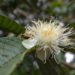 White guava flower with numerous cream-colored stamens blooming on green leaves in Cambodia