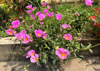 Portulaca oleracea (common purslane) with vivid pink flowers and fleshy green leaves spilling over a garden curb in Phnom Penh, Cambodia, in bright midday sunlight.