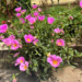 Portulaca oleracea (common purslane) with vivid pink flowers and fleshy green leaves spilling over a garden curb in Phnom Penh, Cambodia, in bright midday sunlight.