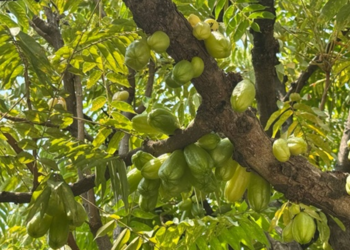 Cluster of green Averrhoa bilimbi (bilimbi) fruits growing on a shaded tree branch in the gardens of Phnom Penh’s Royal Palace, Cambodia.