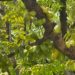 Cluster of green Averrhoa bilimbi (bilimbi) fruits growing on a shaded tree branch in the gardens of Phnom Penh’s Royal Palace, Cambodia.