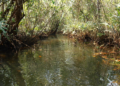 mangrove in Koh Kong
