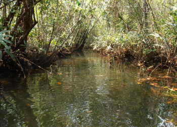 mangrove in Koh Kong
