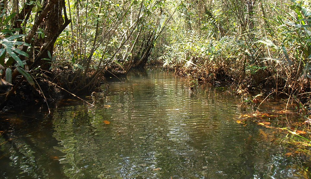 mangrove in Koh Kong