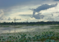 Lotus-filled Jayatataka Baray surrounding Neak Poan at Angkor, with bare trees and dramatic monsoon clouds mirrored in the still water.