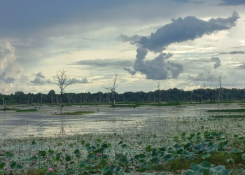 Lotus-filled Jayatataka Baray surrounding Neak Poan at Angkor, with bare trees and dramatic monsoon clouds mirrored in the still water.