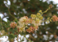 Close-up of pale cream and pink Pithecellobium dulce (âmpil tœk) flowers blooming on a leafy branch in rural Cambodia, softly blurred green background.