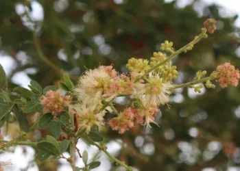 Close-up of pale cream and pink Pithecellobium dulce (âmpil tœk) flowers blooming on a leafy branch in rural Cambodia, softly blurred green background.