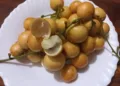 Close‑up of ripe yellow Burmese grapes (Baccaurea ramiflora, ផ្ញៀវ) on a white plate, one fruit opened to reveal its pale, juicy sweet‑sour flesh.